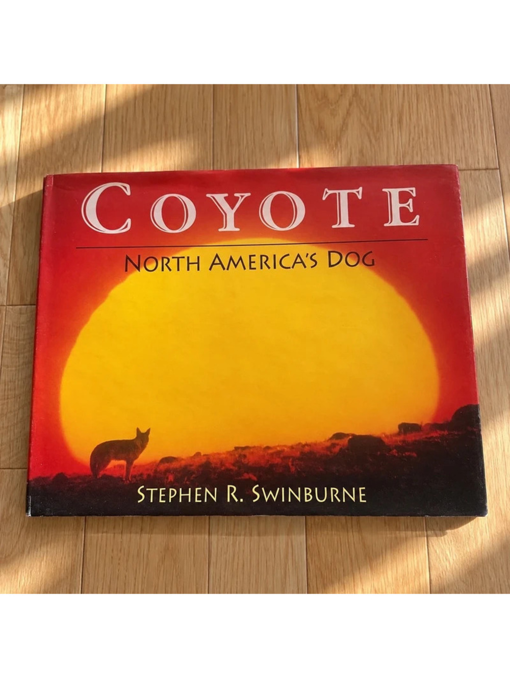 Coyote North America's Dog Stephen R Swinburne 1999 Hardcover Wildlife Book